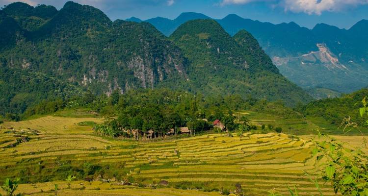 Terrazas de arroz en un paisaje montañoso.