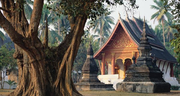 Un temple entouré d'arbres avec un grand arbre au premier plan.