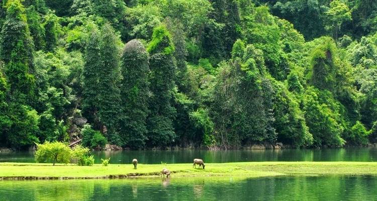 Une zone forestière luxuriante et verdoyante avec un lac calme et des animaux qui broutent.