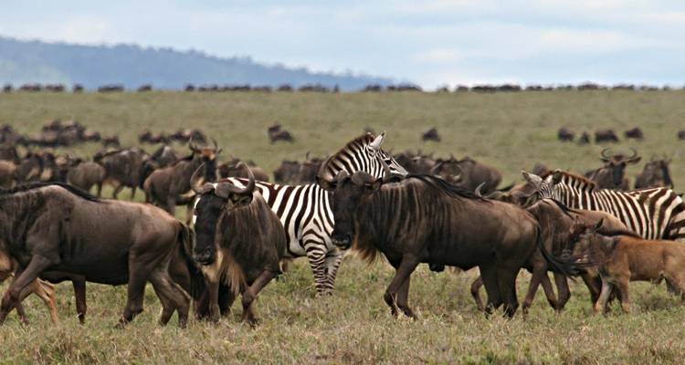 Zebra's en gnoes die grazen op de savanne in een migratietafereel.