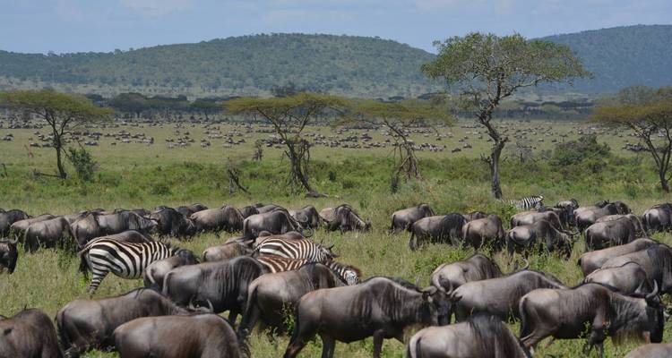 Kudde gnoes en zebra's die migreren over de vlaktes.