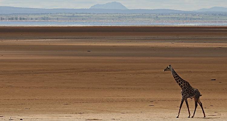 Een eenzame giraffe die over een uitgestrekt savannelandschap loopt.
