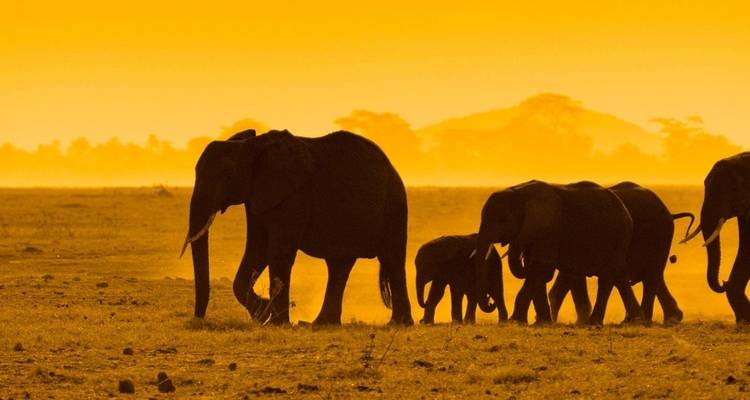 Silhouet van olifanten die bij zonsondergang door de savanne lopen.