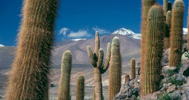 Kakteen mit Bergen im Hintergrund.