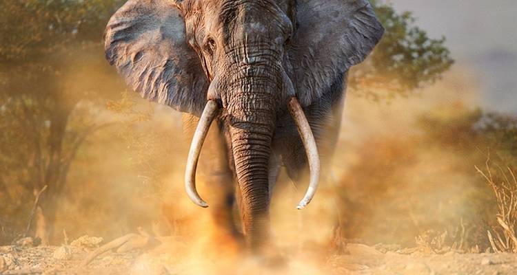 4-Day Southern Kenya Wilderness Safari - SOUTHRIFT GALAXY SAFARIS