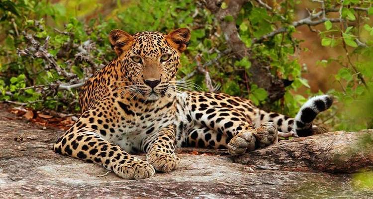 Leopard ruht auf einem Felsen in natürlichem Lebensraum