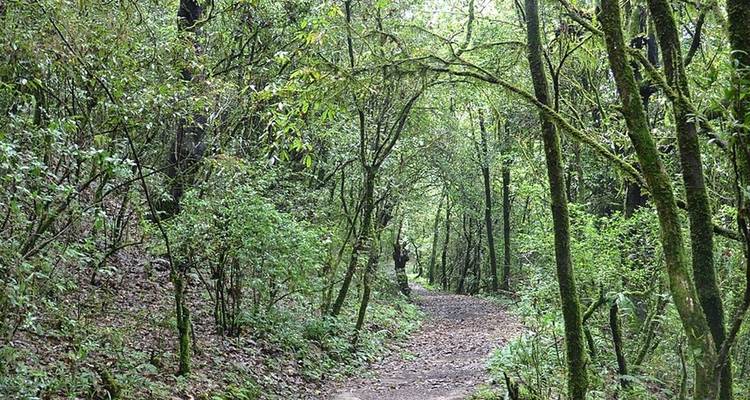 Waldweg durch üppige, grüne Bäume.