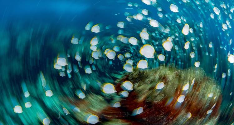 Wazig onderwaterbeeld dat aquatisch leven toont.