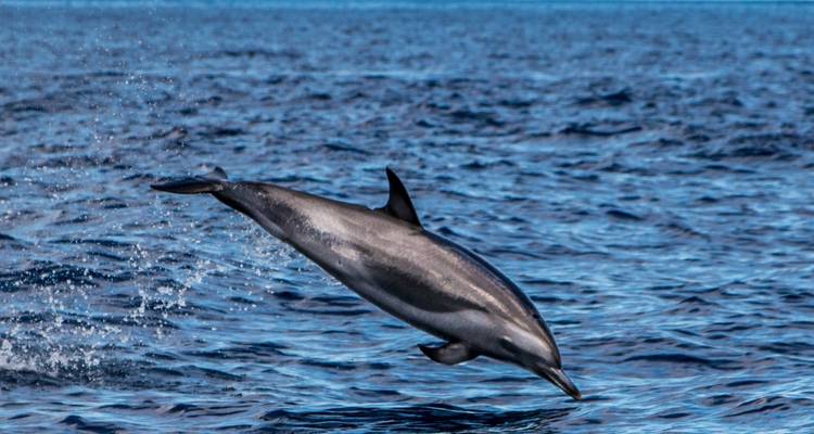 Een dolfijn die uit het water springt in de oceaan.