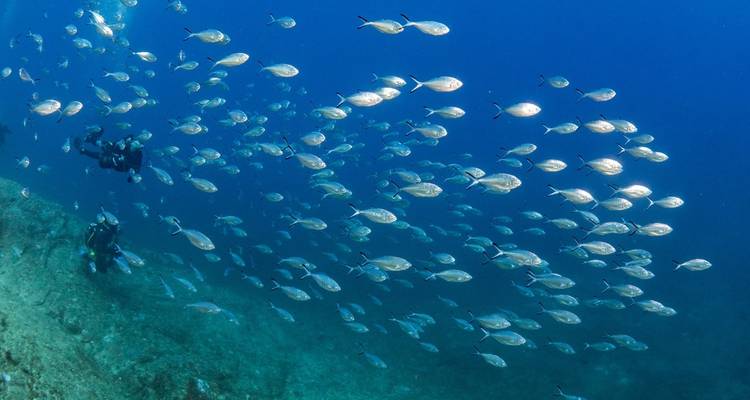 Duiker die een grote school vissen onder water verkent.