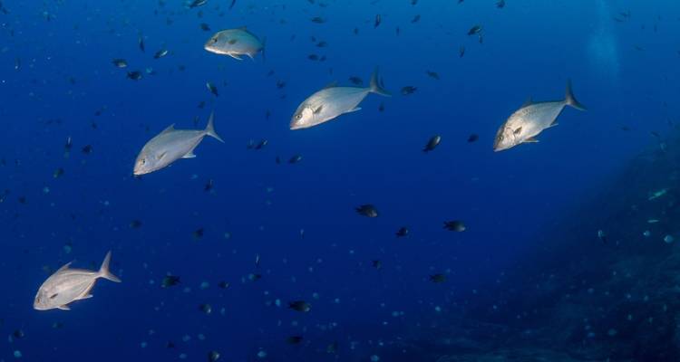 Een school vissen zwemmend in helder blauw oceaanwater.