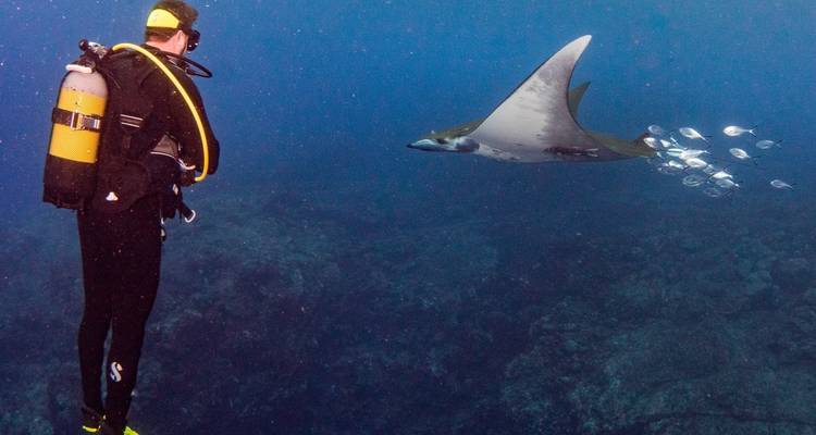 Een duiker die een manta rog onder water observeert.