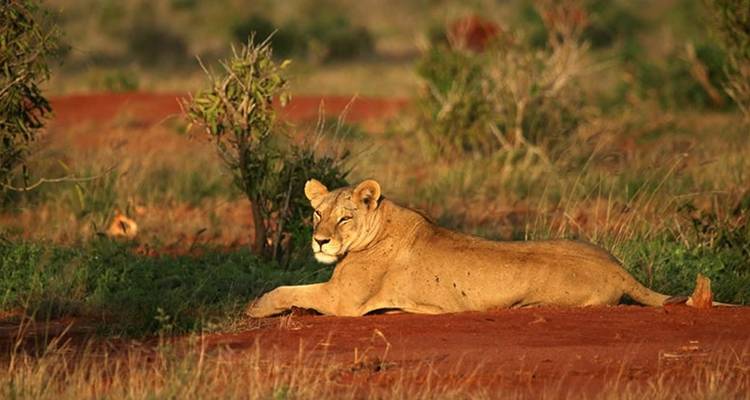 Un lion couché sur la terre rouge de la savane.