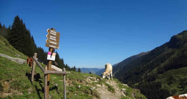 Wegweiser an einem Bergwanderweg mit einer Kuh, die in der Nähe grast.