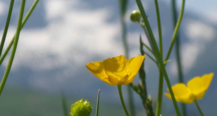 Nahaufnahme von Wildblumen mit unscharfem Berghintergrund.