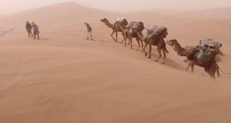 Karavaan van kamelen die goederen door de woestijn vervoeren met mensen die ernaast lopen.