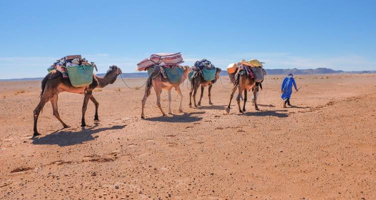 Kamelen beladen met goederen lopend in de woestijn, geleid door een persoon in blauwe kleding.