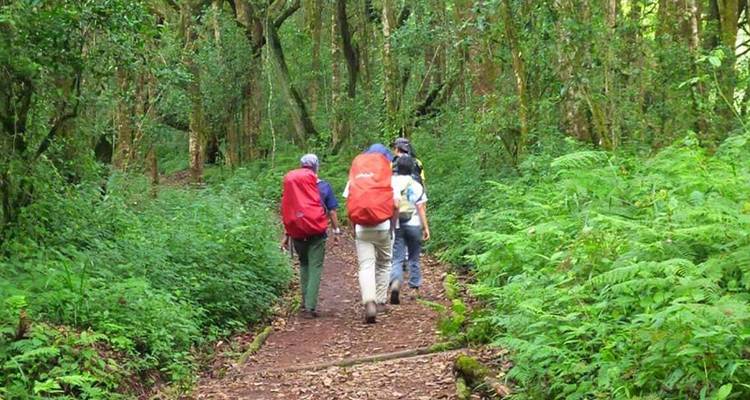People hiking through a green forest trail.