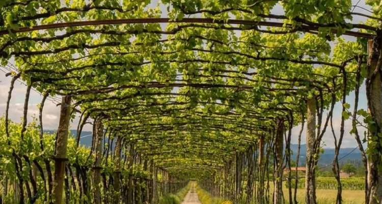 Sentier de terre directement sous une treille arquée de vignes dans un vignoble.