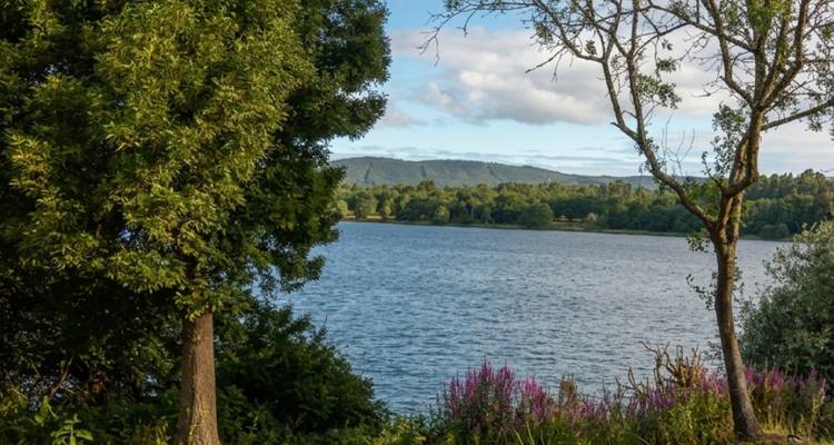 Rivière calme bordée d'arbres verts avec des plantes à fleurs au premier plan sous un ciel partiellement nuageux.