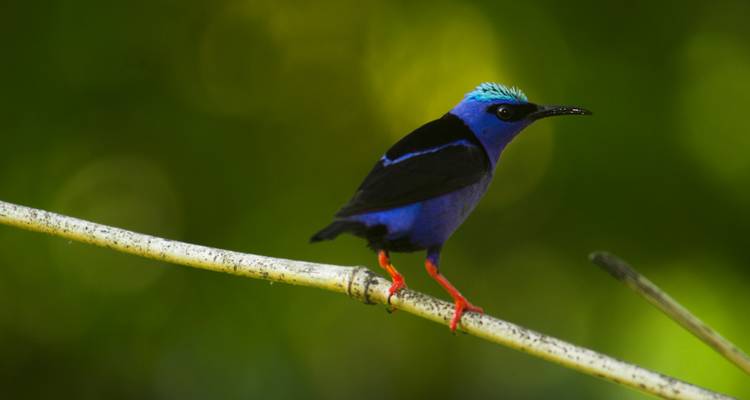 Een levendig blauwe zangvogel met rode poten zit op een slanke tak tegen een zachte groene achtergrond.