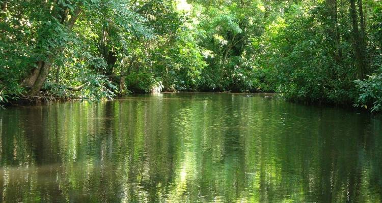 Un río tranquilo rodeado de exuberante selva tropical.