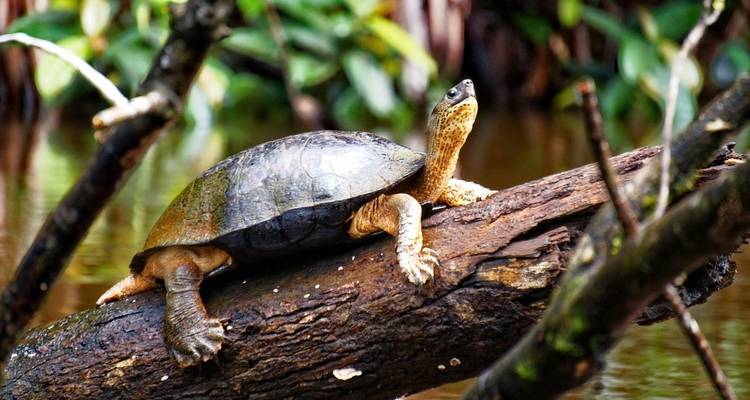 Una tortuga descansando en un tronco en un río rodeado de bosque.