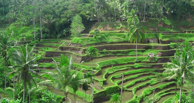 Exuberantes terrazas de arroz verdes rodeadas de árboles.