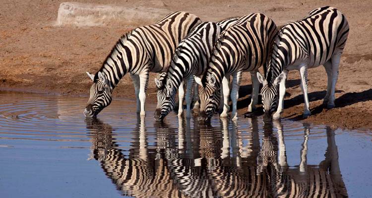 6 Days / 5 Nights join group safari northern circuit adventure - TaraLight Safari Tours