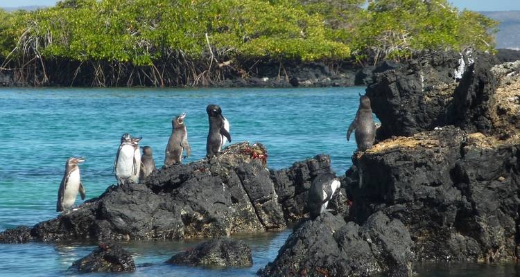 Pinguine an felsigen Ufern mit Wasser und Bäumen im Hintergrund.