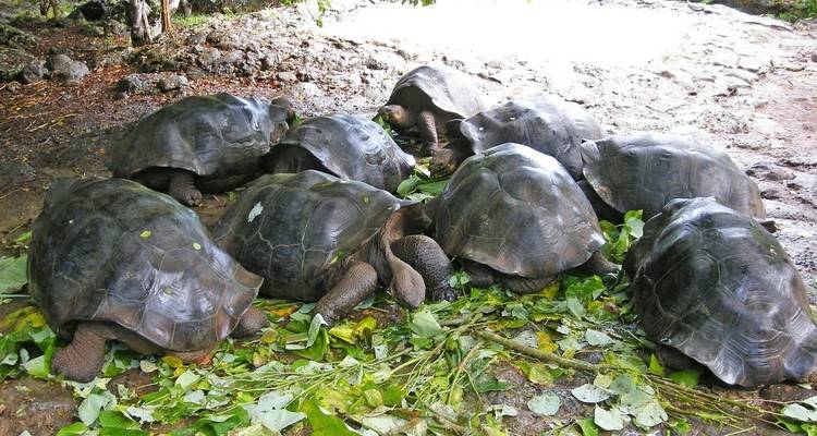 Riesenschildkröten fressen Blätter in einer natürlichen Umgebung.