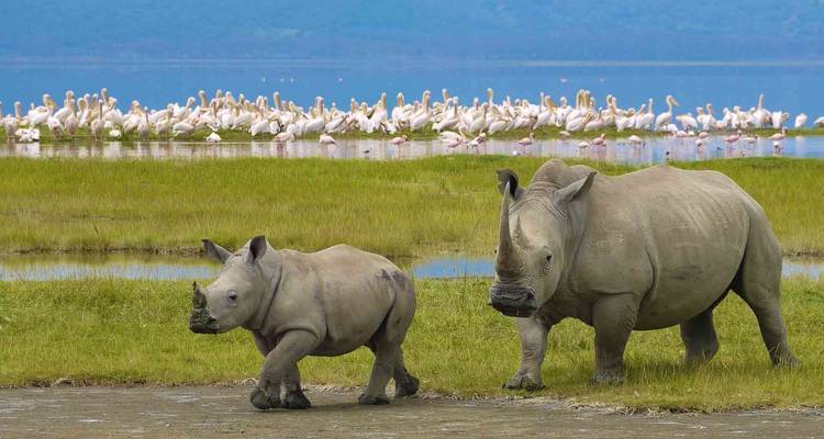Nashorn, das in der Nähe eines Sees mit Flamingos im Hintergrund spaziert.
