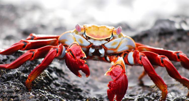 Kleurrijke krab op een rotsachtig oppervlak.