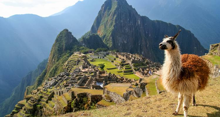 Lama die staat bij de ruïnes van Machu Picchu met bergen op de achtergrond.