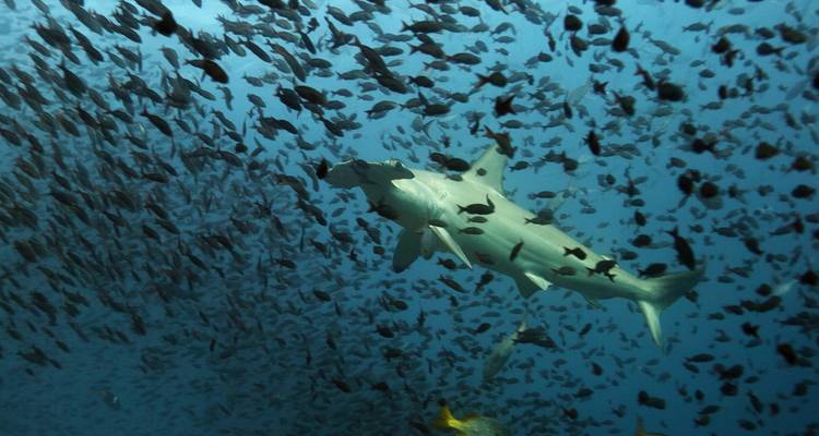 Hamerhaai zwemt tussen een school vissen in de oceaan.