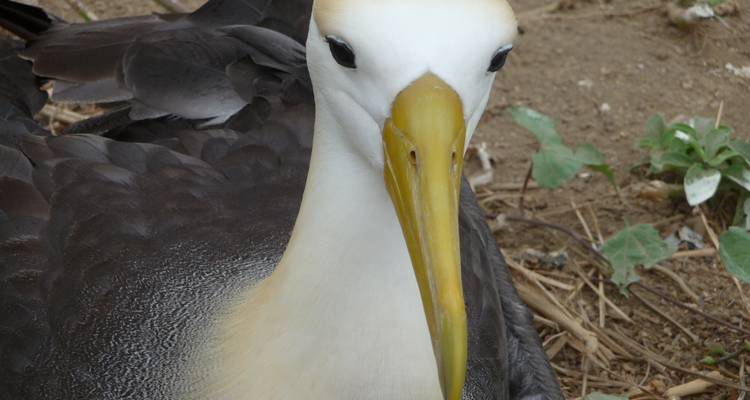 Close-up van een vogel met een gele snavel.