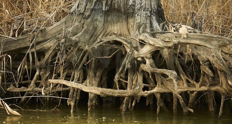 A close-up view of intricate tree roots with water.