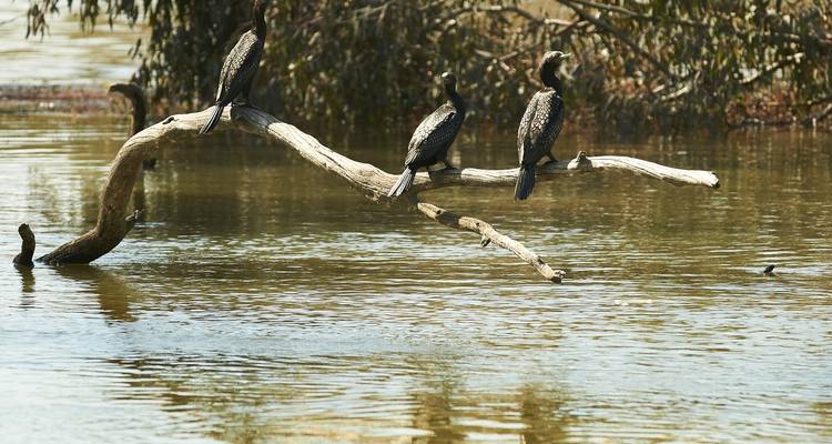 Birds perched on a branch above a river.