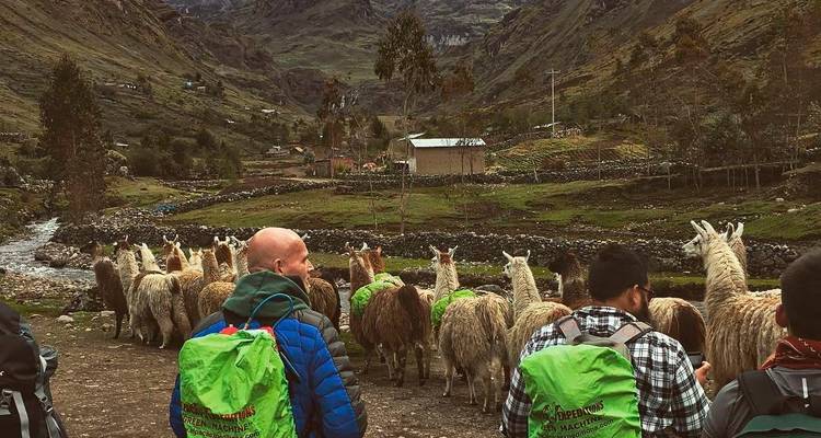 Hikers observing llamas in a natural Andean setting.