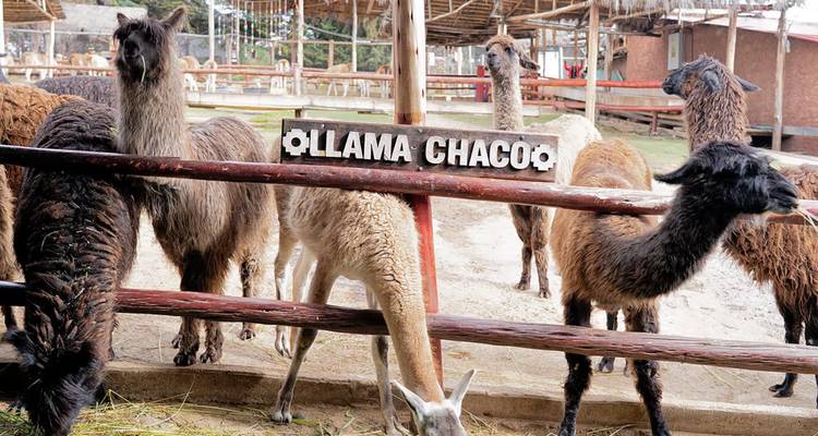 Las llamas están detrás de una cerca de madera con el letrero "Llama Chaco".