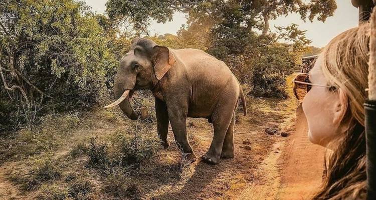 Una mujer viajando en un vehículo de safari observando un elefante.