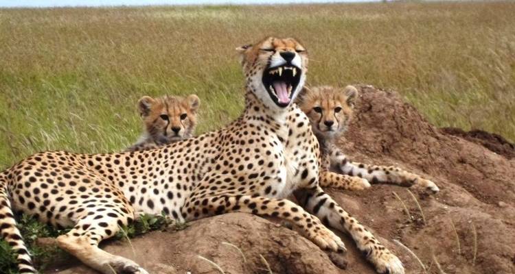 Un guépard avec ses petits allongé sur un monticule.