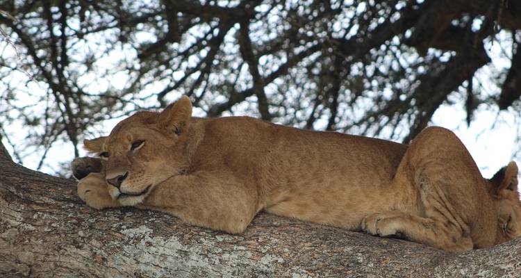 Un lion dormant sur une branche d'arbre.