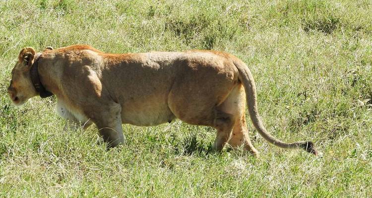 Lion marchant dans l'herbe.