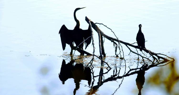 Aves acuáticas en silueta se posan en una rama caída reflejada en agua quieta al amanecer.