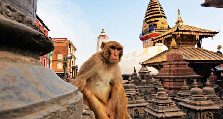 Aap zittend voor een stupa met gebedsvlaggen.