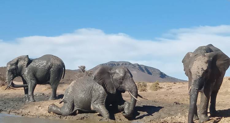 Tres elefantes cubiertos de lodo refrescándose junto a un abrevadero con una colina escarpada de fondo.