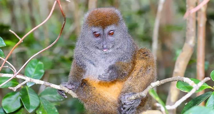 Discover Analamazaotra Park and Ankanin'ny Nofy - Zania Tours