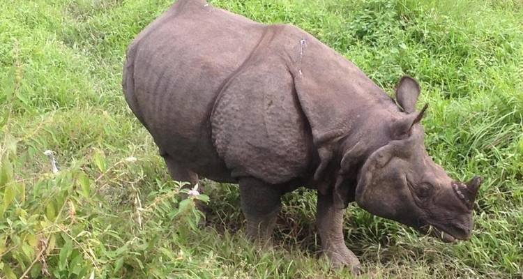 Gros plan d'un rhinocéros broutant dans une zone herbeuse