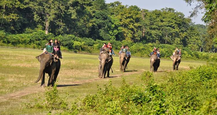 Éléphants avec des cavaliers marchant à travers un champ
